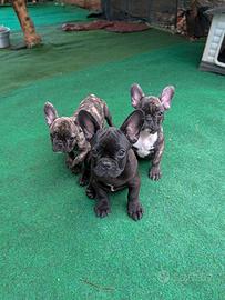 Cuccioli bulldog francese maschi