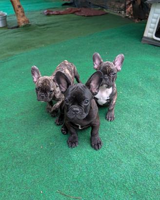 Cuccioli bulldog francese maschi