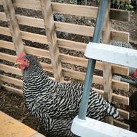 Galline Amrock