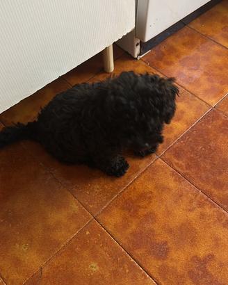 Due barboncini toy