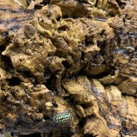 Armadillidium Gestroi Giant 12+ pezzi