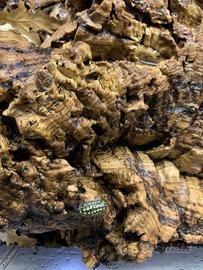 Armadillidium Gestroi Giant 12+ pezzi