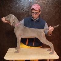 Cuccioli di Weimaraner