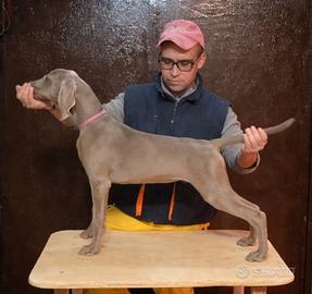 Cuccioli di Weimaraner