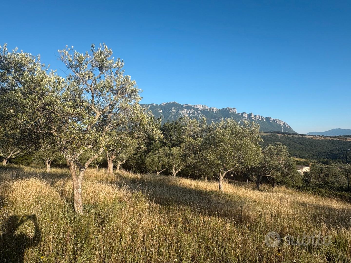 Terreno Agricolo 6200mq con 64 piante di olivo - Vista 4