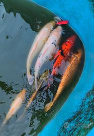 Carpe KOI Varese 40cm