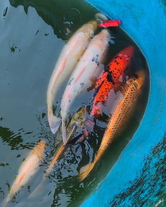 Carpe KOI Varese 40cm