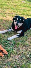Affidamento cane - 3 anni - meticcio