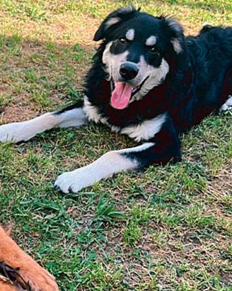 Affidamento cane - 3 anni - meticcio