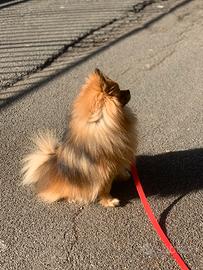 Dior, Volpino dí Pomerania