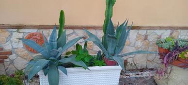 piante grasse varie in vaso