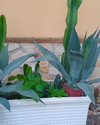 piante grasse varie in vaso