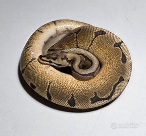 Fire spider 50% het clown