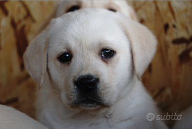 Labrador retriever cuccioli maschi 3 mesi