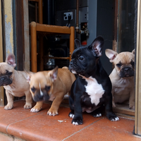 Cuccioli di bulldog francese