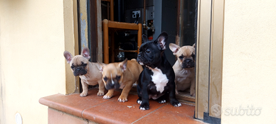 Cuccioli di bulldog francese