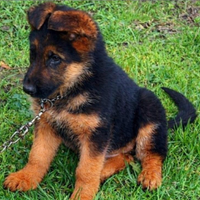 Cuccioli di pastore tedesco