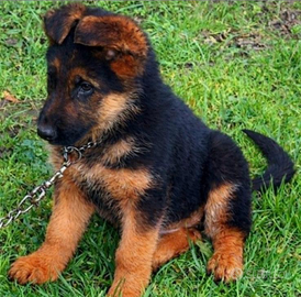 Cuccioli di pastore tedesco