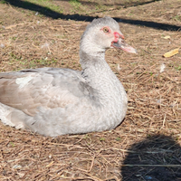Anatra muta MASCHIO