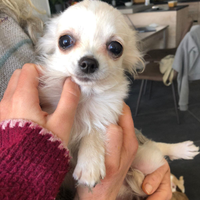 Cuccioli di chiuhauha