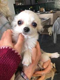 Cuccioli di chiuhauha