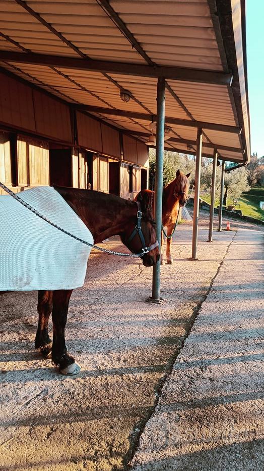 Annunci Accessori per animali Firenze e provincia - Vendita