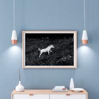 Stampa fotografica - Cavallo bianco