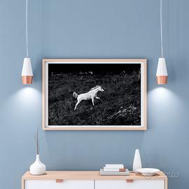 Stampa fotografica - Cavallo bianco