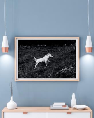 Stampa fotografica - Cavallo bianco