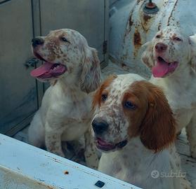 Cuccioli setter Inglese