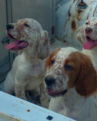 Cuccioli setter Inglese