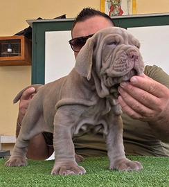 Mastino napoletano