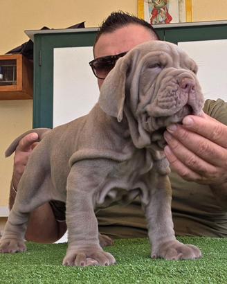 Mastino napoletano