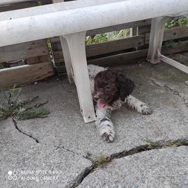 Lagotto romagnolo, femmina 95 giorni con pedigree