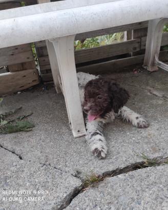 Lagotto romagnolo, femmina 95 giorni con pedigree