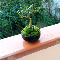 mini bonsai di ulivo 