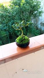 mini bonsai di ulivo 