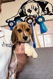 Beagle