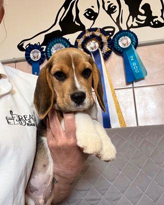 Beagle