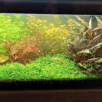 acquario vitrea completo di plafoniere led 