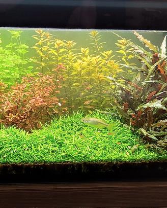 acquario vitrea completo di plafoniere led 
