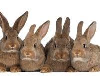 Conigli da ingrasso