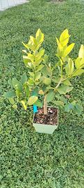pianta lime 
