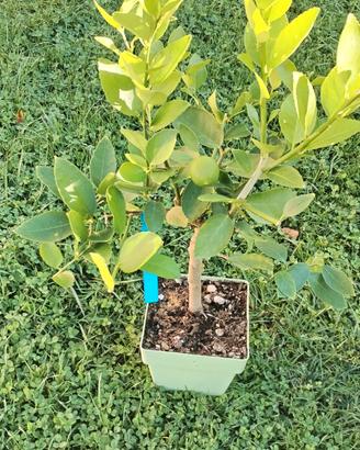 pianta lime 