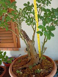 Prebonsai maggiociondolo