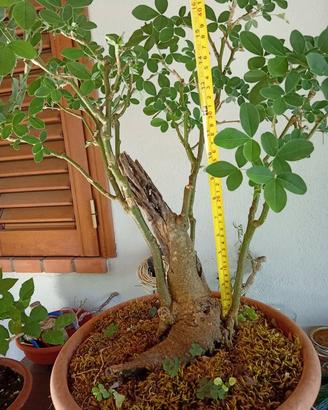 Prebonsai maggiociondolo