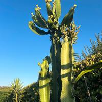Pianta euphorbia eritrea