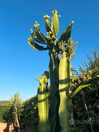 Pianta euphorbia eritrea