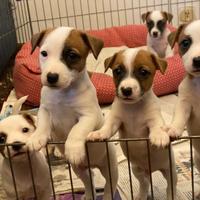 Jack Russel