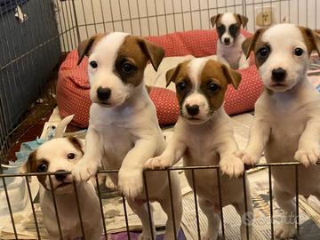 Jack Russel